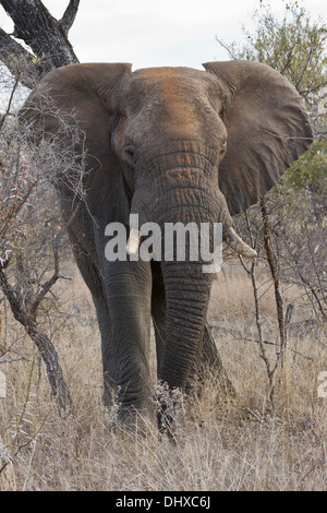 Bull elephant in the bush Stock Photo