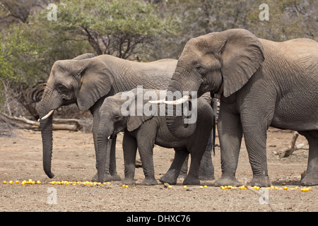 Elephant family (loyal africana) Stock Photo