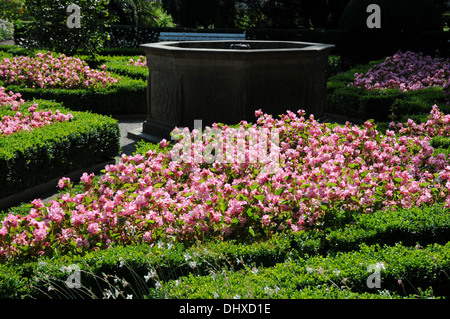 Begonias Stock Photo