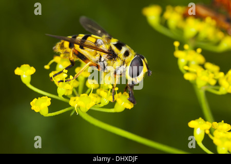 Myathropa florea, Hover Fly Stock Photo