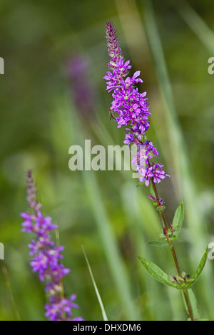 Purple Loosestrife, Lythrum salicaria Stock Photo