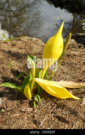 Yellow skunk cabbage Stock Photo
