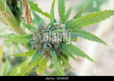 Cannabis/Marijuana bud maturing on it's own stock, growing outdoors. Stock Photo
