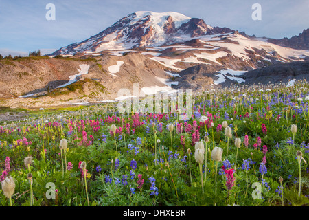 Mount Rainier above flower meadows on Mazama Ridge, Mount Rainier National Park, Cascade Range, Washington, USA. Stock Photo