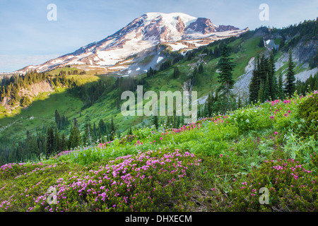 Mount Rainier above pink heather and a tarn along the Naches Peak Trail in Mount Rainier National Park, Washington, USA Stock Photo