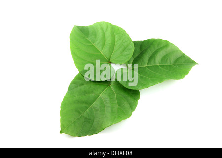 Green leaves shaped like heart on white background Stock Photo - Alamy