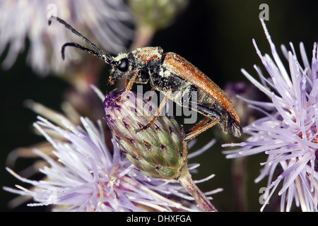 Leptura rubra, Long-horn beetle