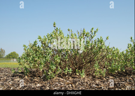 Sweetberry bush Stock Photo