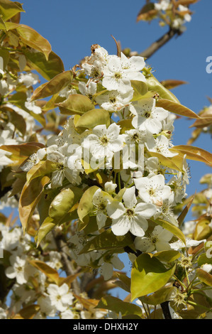 Japanese pear Stock Photo