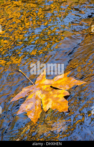 Bigleaf maple leaf at Alsea River; Alsea Falls Recreation Area, Coast Range Mountains, Oregon. Stock Photo