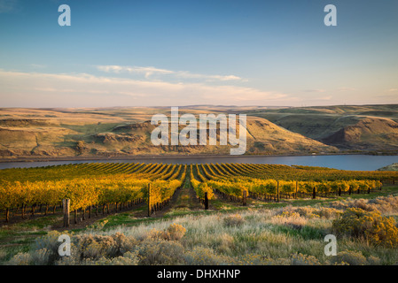 Maryhill Vineyards overlooking the Columbia River; Maryhill, Washington. Stock Photo