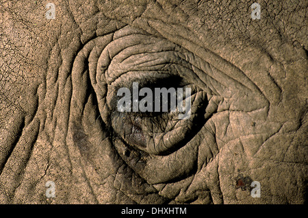 African elephant eye Stock Photo