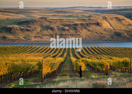 Maryhill Winery vineyards overlooking the Columbia River; Maryhill, Washington. Stock Photo