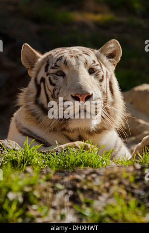 White Bengal tiger (Panthera tigris tigris) Stock Photo