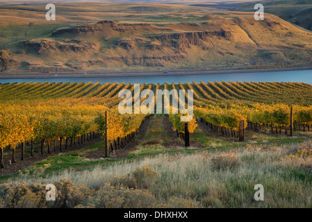 Maryhill Vineyards overlooking the Columbia River; Maryhill, Washington. Stock Photo