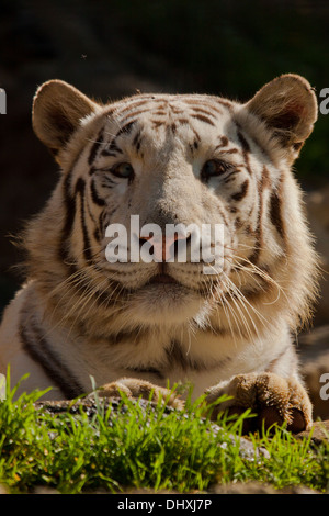 White Bengal tiger (Panthera tigris tigris) Stock Photo