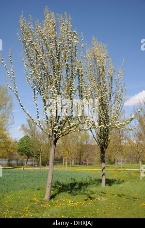 Pyrus communis Beech Hill, Fastigiate Pear Tree Stock Photo - Alamy