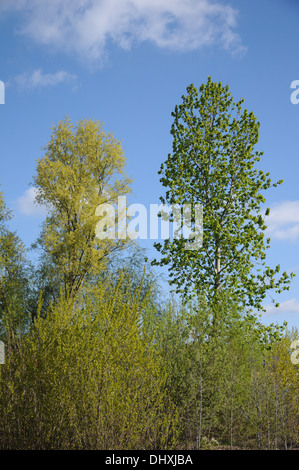 Silver willow and black poplar Stock Photo