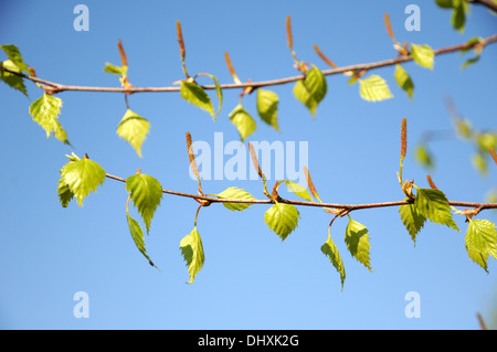 Birch Stock Photo