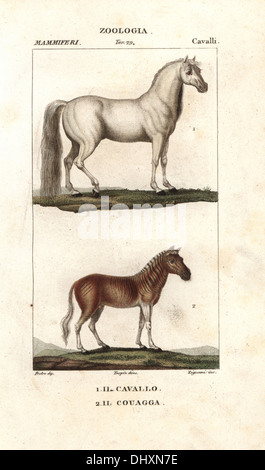 Horse, Equus ferus caballus, and extinct quagga, Equus quagga quagga. Stock Photo