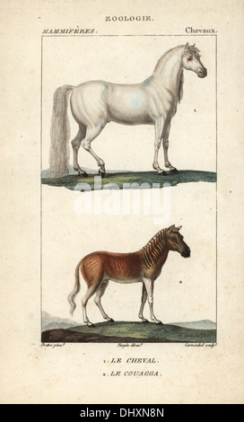 Horse, Equus ferus caballus, and extinct quagga, Equus quagga quagga. Stock Photo