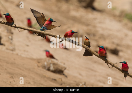 Southern Carmine Bee-eaters (Merops nubicoides) and a White-fronted Bee-eater (Merops bullockoides) perched on a branch
