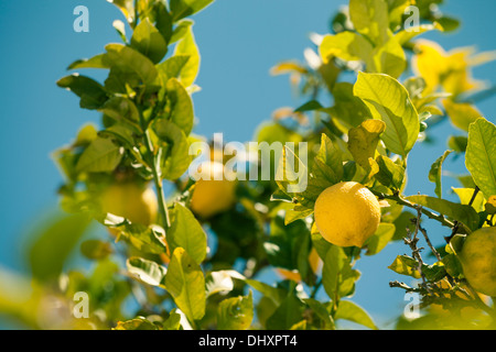 Closeup of lemon tree over blue sky in Spain. Stock Photo