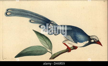 Red-billed blue magpie, Urocissa erythrorhyncha. Stock Photo