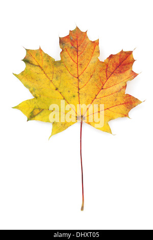 Colorful autumn maple leaf. View from above. Isolated on white background Stock Photo
