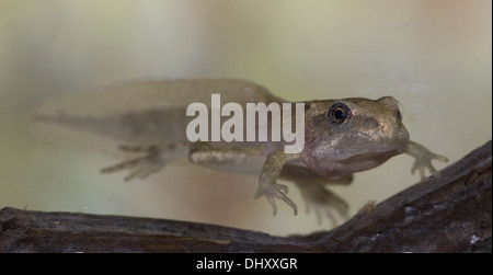 A 4 legged common frog tadpole underwater, taken in a photographic aquarium and returned unharmed Stock Photo