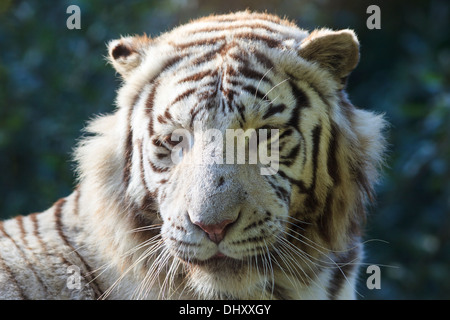 Portrait of white tiger Stock Photo