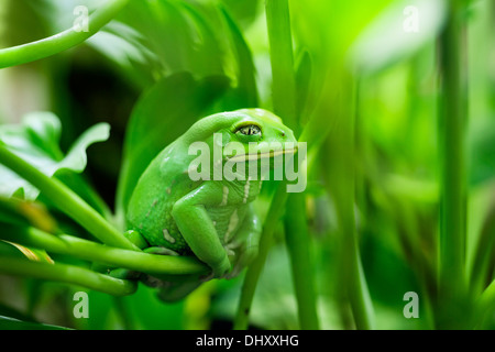 view of Monkey Tree Frog Stock Photo