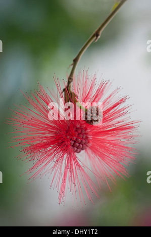 Close-up image of Red Powder Puff tropical Flower - Calliandra haematocephala taken in the Glasshouse at RHS Wisley Surrey, UK Stock Photo