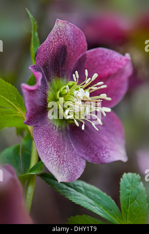 Close-up image of a single Helleborus orientalis 'Red Lady' (Lady series) flower commonly known as a Lenten or Christmas Rose. Stock Photo