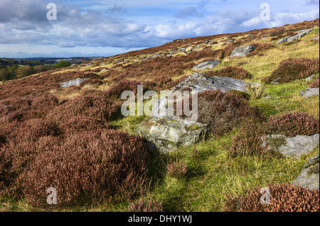 Heather in bloom over the undulating landscape of the North York Moors National Park near Goathland, Yorkshire, UK. Stock Photo