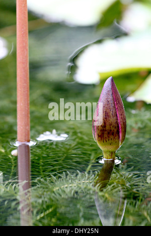 The Lotus Buds in the pool and have a reflection. Stock Photo