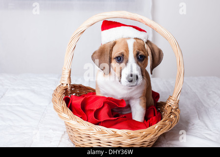 Adorable Christmas Puppy in a git basket Stock Photo