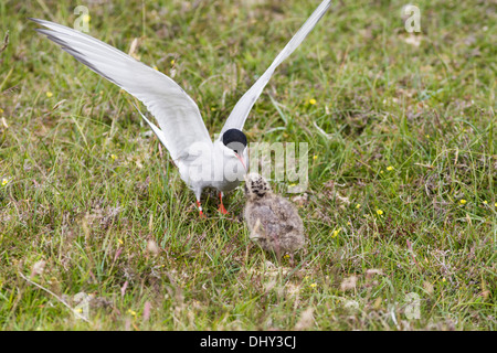 Arctic tern Sterna paradisaea feeding chick, Fair Isle, Shetland, UK