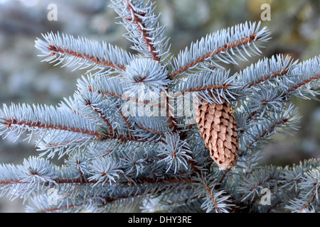 Blue spruce Picea pungens with ripe cone in Wyoming Stock Photo
