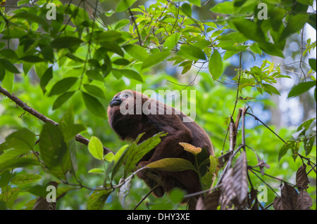 Caratinga hi-res stock photography and images - Alamy