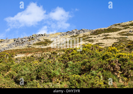 Gorse flowering on a hillside in the Elan Valley, Powys, Wales UK Stock Photo