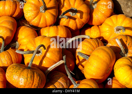 Basket of small long stem Pumpkins Stock Photo