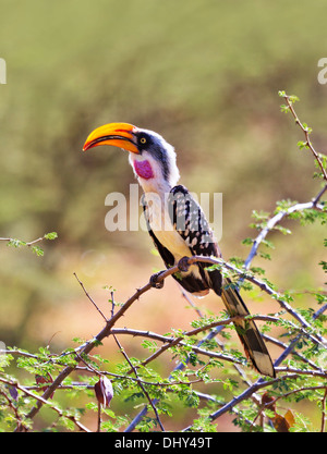 Red-billed Hornbill, Samburu National Reserve, Kenya Stock Photo