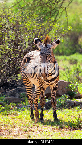 Grevy zebra (Equus grevyi), Samburu National Reserve, Kenya Stock Photo
