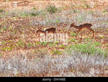 Kirk's dik-dik (Madoqua kirkii), Samburu National Reserve, Kenya Stock Photo