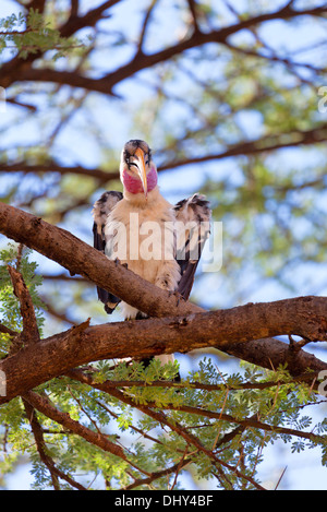 Red-billed Hornbill, Samburu National Reserve, Kenya Stock Photo