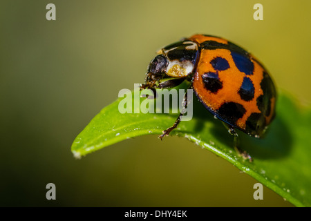 Ladybird close up on a leaf Stock Photo