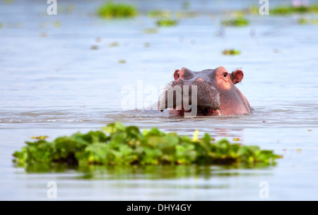 Hippo (Hippopotamus amphibius), Lake Naivasha, Nakuru County, Kenya Stock Photo