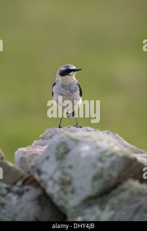 Male northern wheatear on stone wall Fair Isle, Shetland Stock Photo