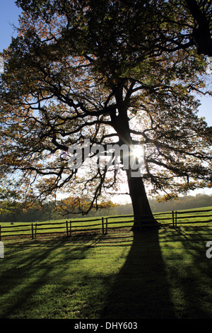 Oak trees at Magna Carta Memorial, Runnymede, Surrey, England UK. Stock Photo